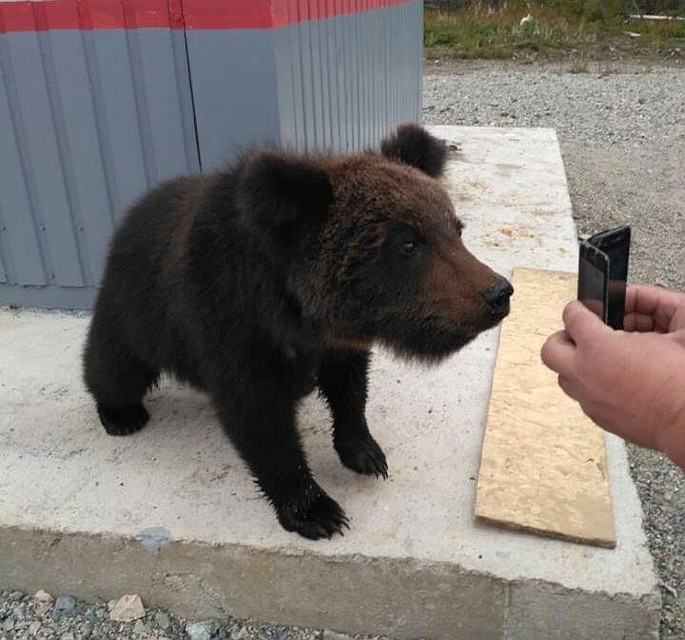 Фотографиями медвежат амурчане теперь делятся в соцсетях.