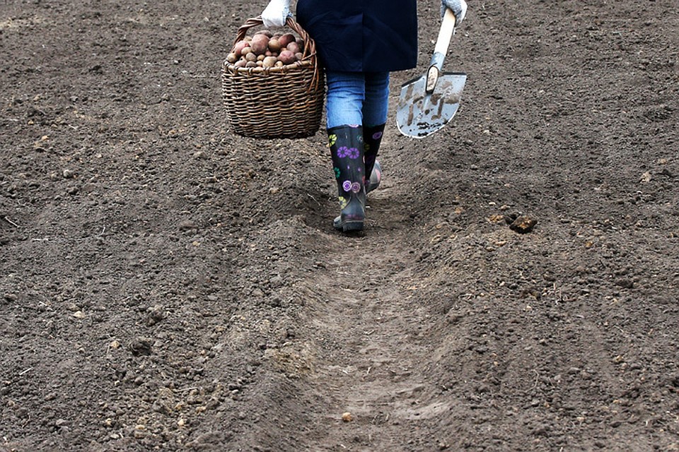 Каждый октябрь на даче хватает важных дел. ФОТО Егор Алеев/ТАСС