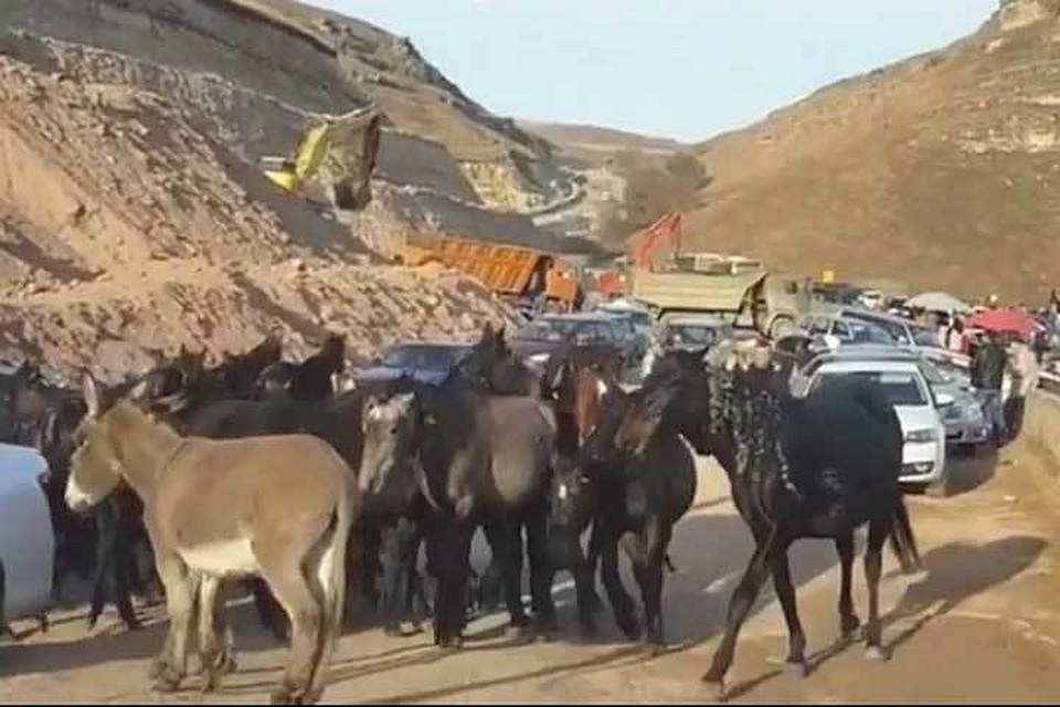 Местность, по которой автомобилисты добираются до Медовых водопадов в Карачаево-Черкесии, изобилует животными. Фото: стоп-кадр видео
