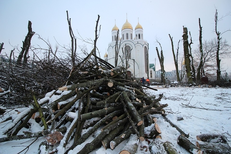 Возле храма Христа Спасителя уже "остолбили" дюжину деревьев.