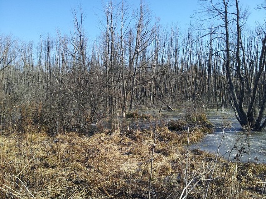 Весенняя вода подтапливает низины