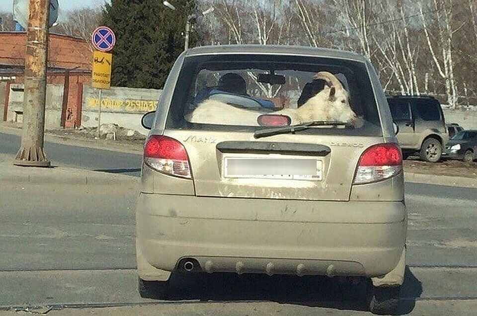 Коза спокойно поместилась на место багажника.