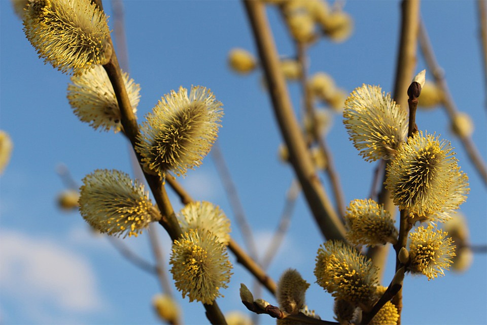 Фото: pixabay.com