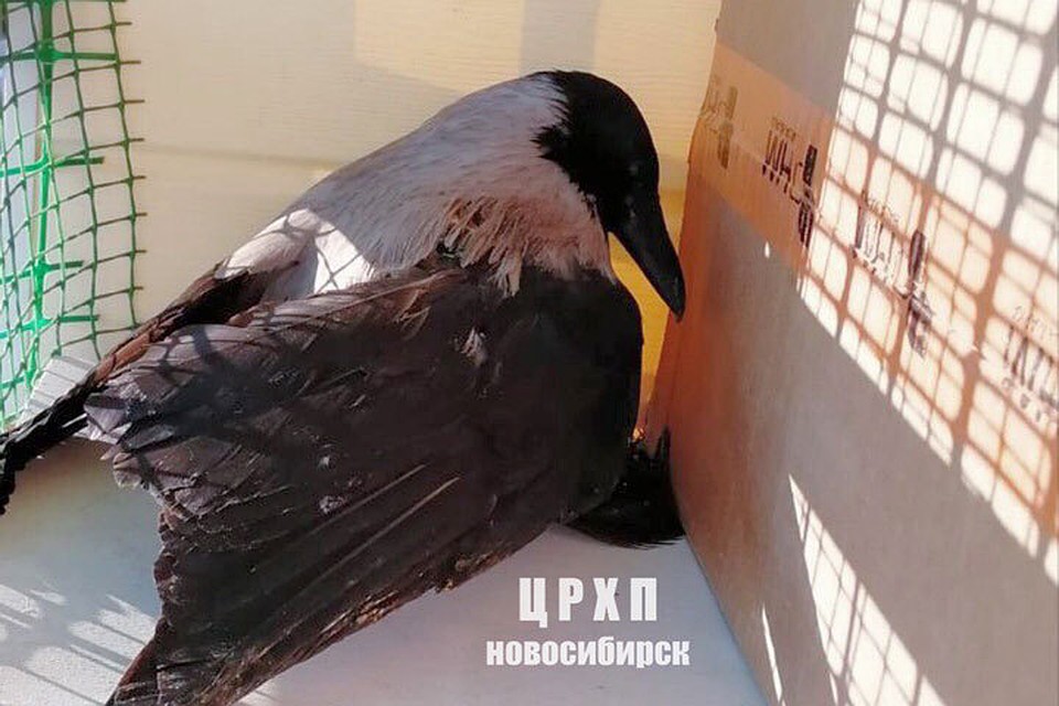 Птица не может летать после перелома, хотя травма уже зажила. Фото со страницы vk.com/birds54