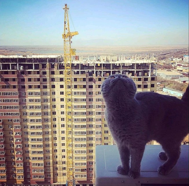 Фото кошки-экстремала из группы ВК "Это Ростов-на-Дону!"