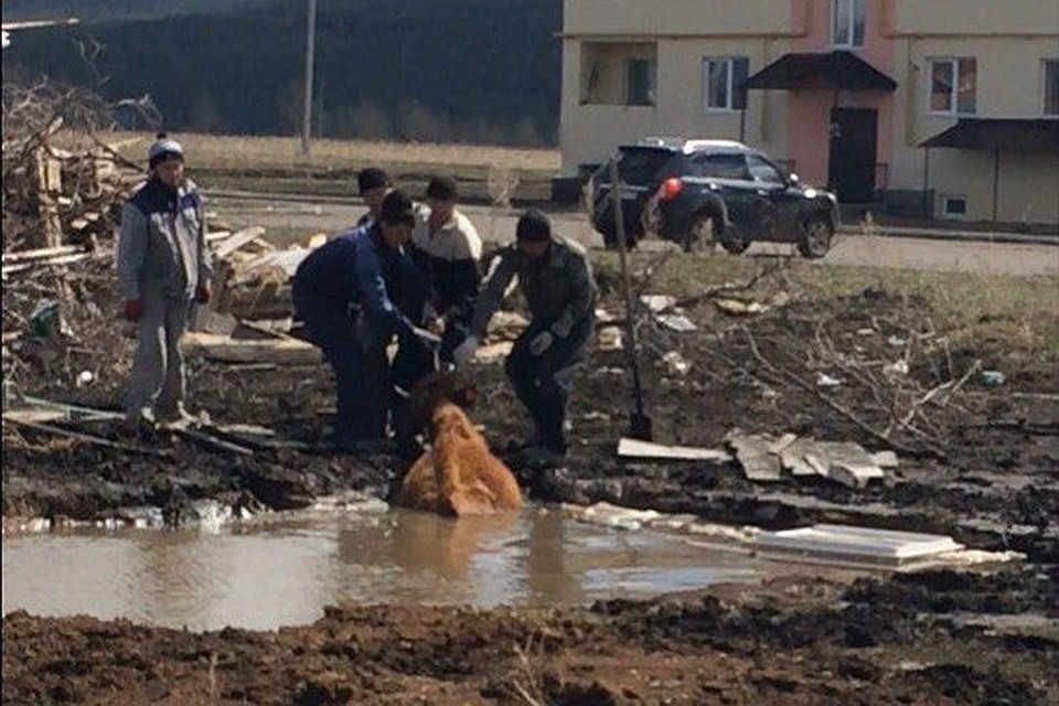 В Башкирии корова едва не утонула в луже