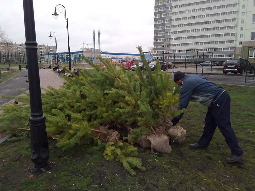 Колючие саженцы уже привезли в сквер у пруда Девичьи слезы. Фото: Александр Орел.
