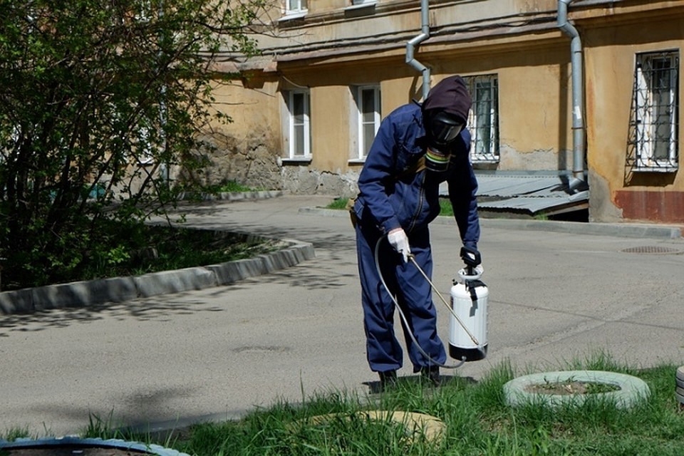 Кормить с рук голубей в Иркутске опасно: пернатые болеют орнитозом. Фото: пресс-служба Россельхознадзора по Иркутской области и Бурятии