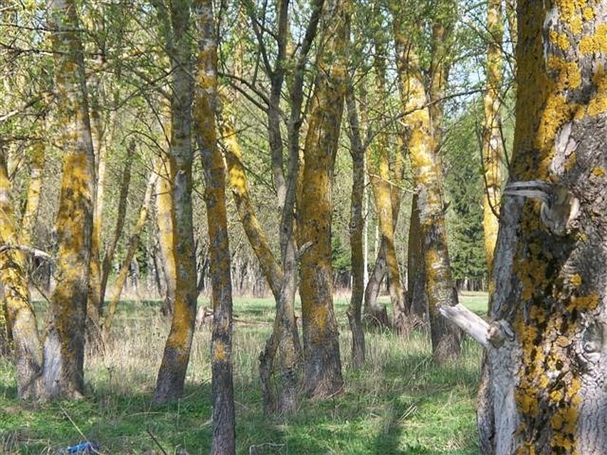 Концепция проста: ВО ВРЕМЯ ПРОБЕЖКИ ПОДБИРАТЬ МУСОР В ПАКЕТ ИЛИ ДОНОСИТЬ ЕГО ДО УРНЫ.