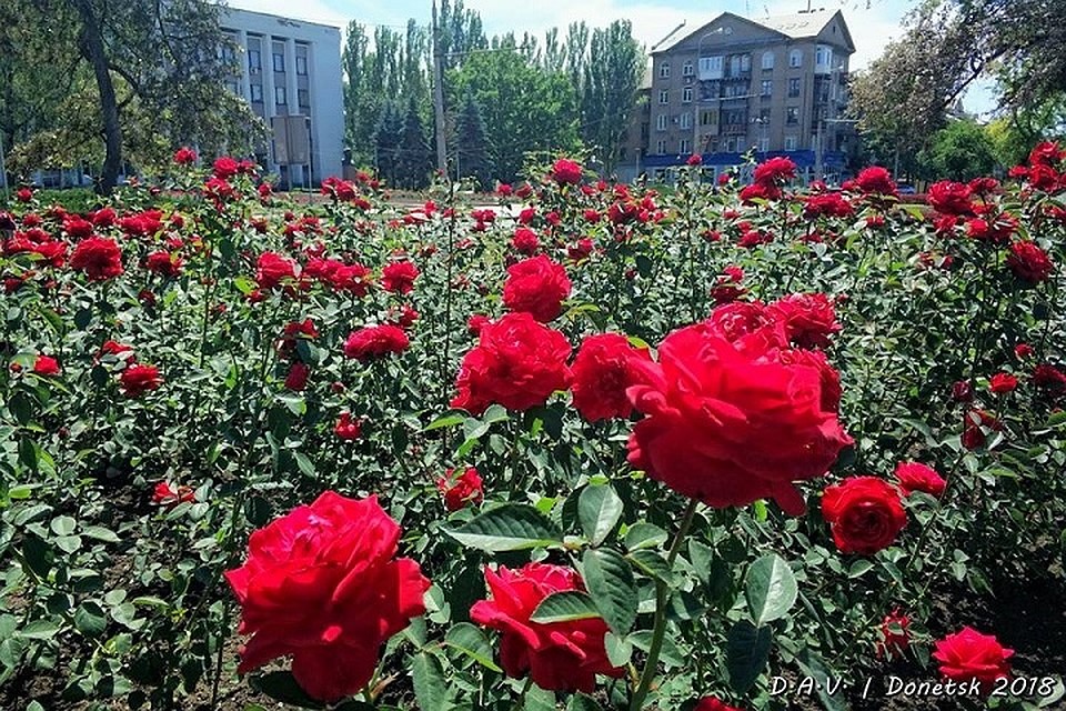В Донецке сезон роз. Фото А.Валентинович