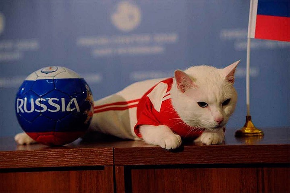 Кот-оракул Ахилла предрек победу сборной России над Сайдовской Аравией.