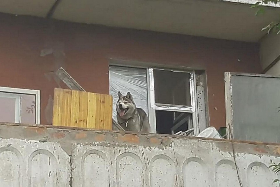 Липчане забеспокоились, что пес голоден