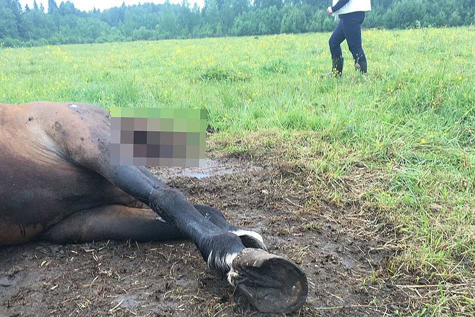 Поверить в происходящее на этой ферме в Нелидово было трудно.
