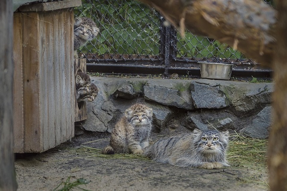 Сразу четыре котенка манула попали в кадр в Новосибирске. Фото: Сергей Казаков