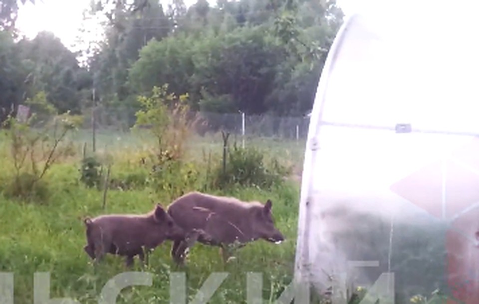 Кадр из видео
