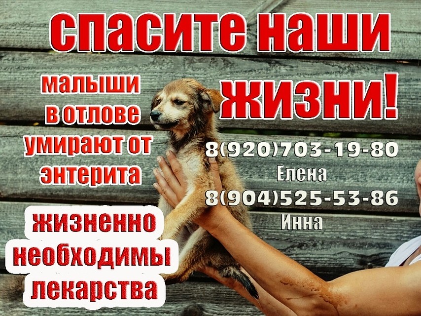 Волонтеры призывают курян спасти животных