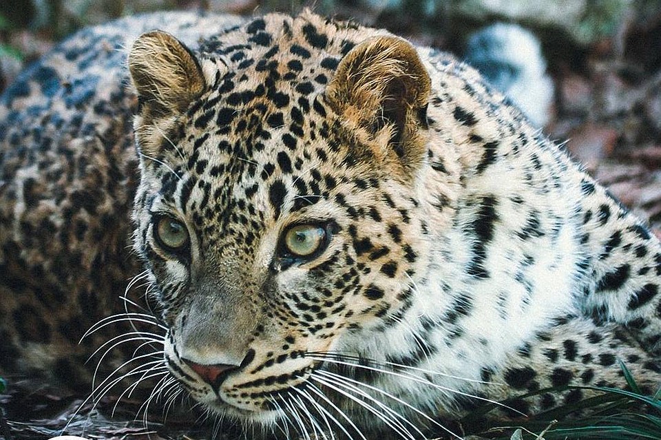 Фото: instagram.com/caucasusnaturecenter