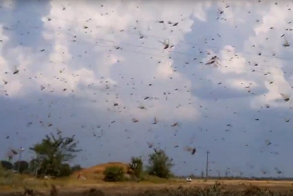 Саранча атакует Аксайский район. Фото: скрин с видео ВК, "Ростов Главный"/Александр Навсе