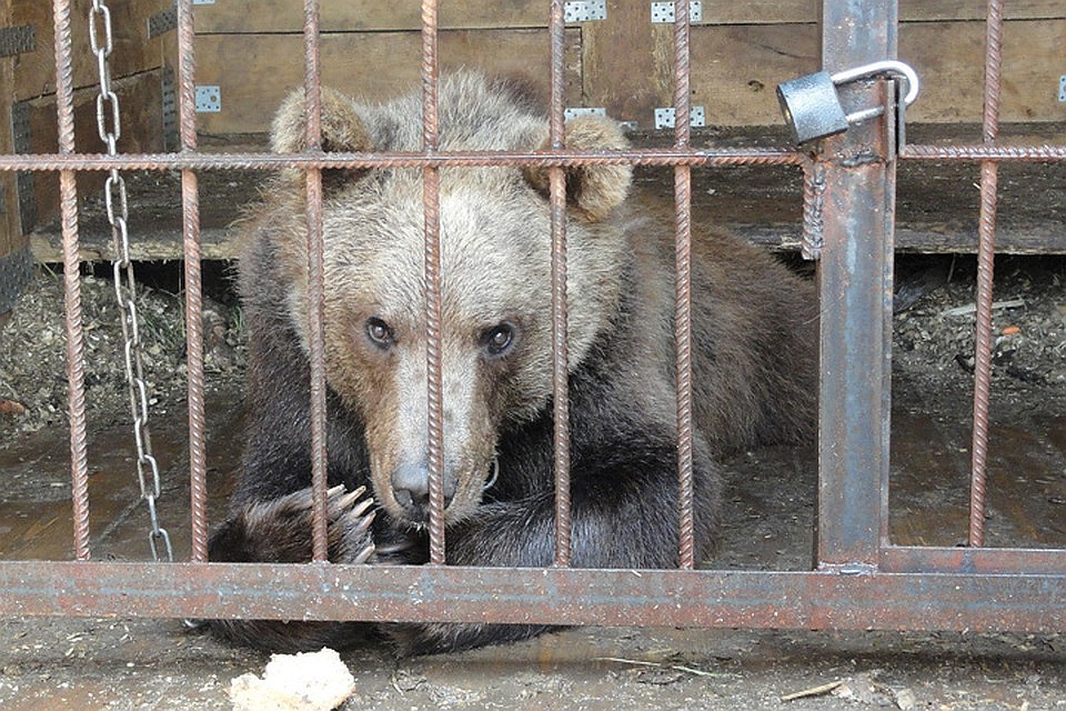 Ростовчанке не понравились условия, в которых содержат животных.
