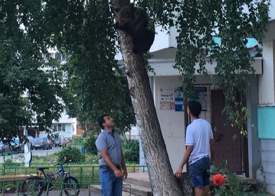 В Агидели медведь залез на дерево
