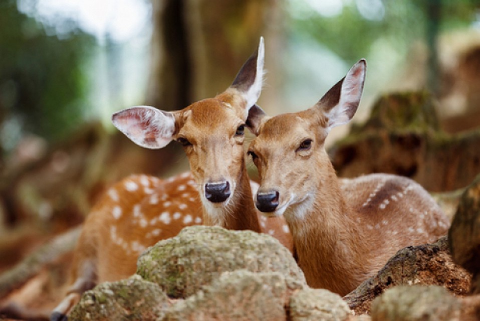DepositPhotos