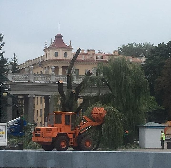В парке Горького вырубают самую большую иву Фото: фейсбук Ольга Чекулаева