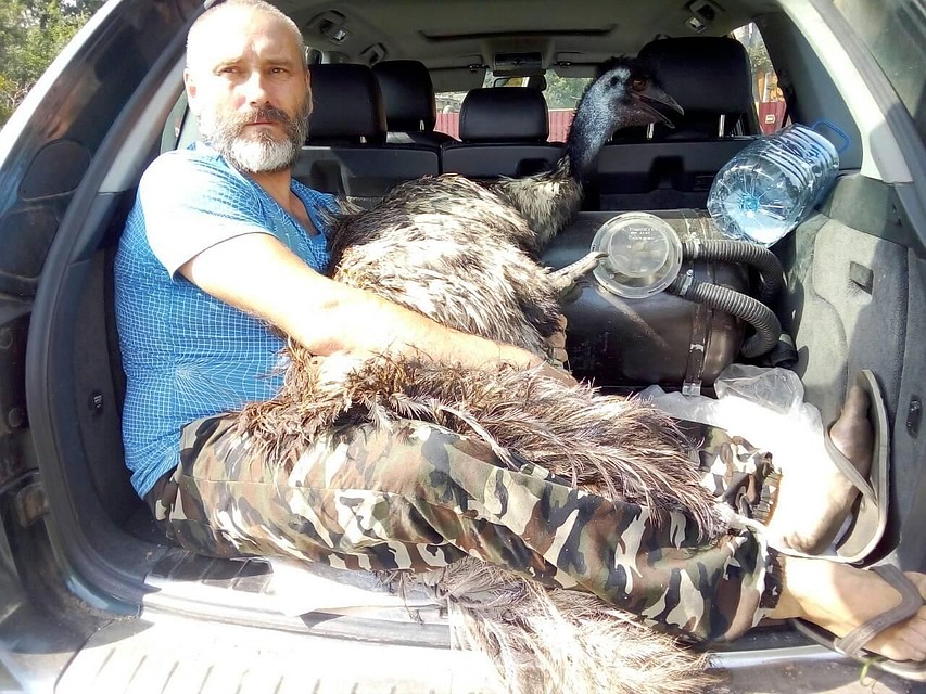 Страуса-беглеца поймали в Осиповичском районе Фото: личный архив