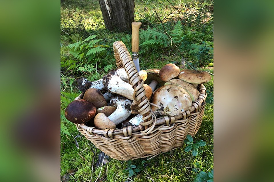 Некоторые опасаются, что после такого заявления Панова грибов в Б. Пикино не останется