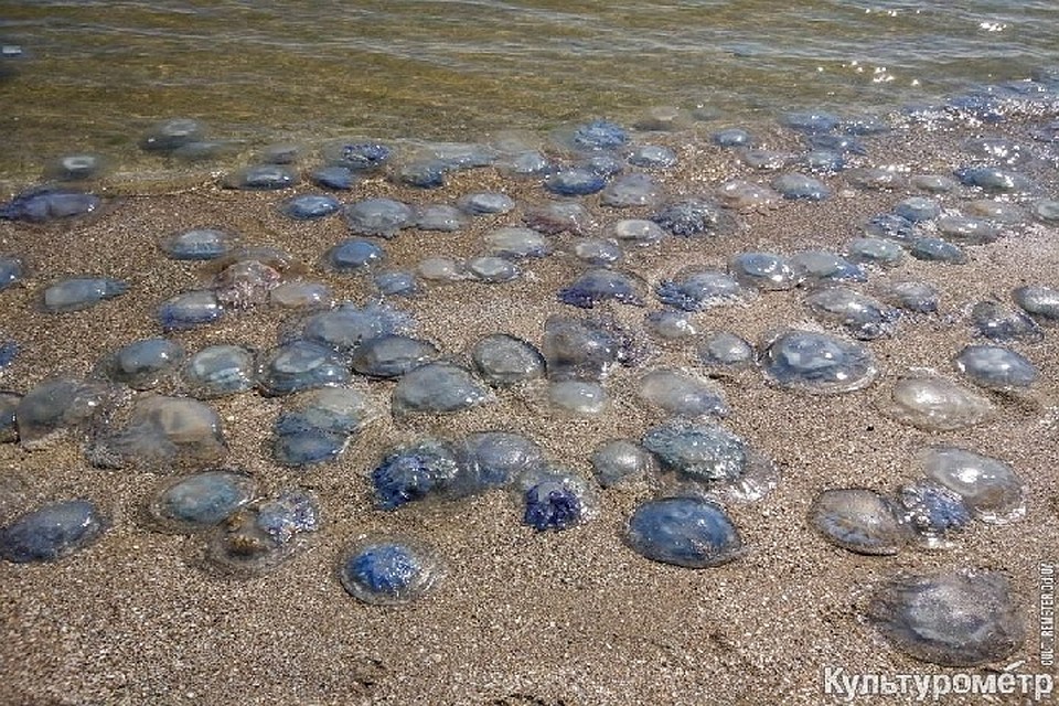 Купаться в море опасно