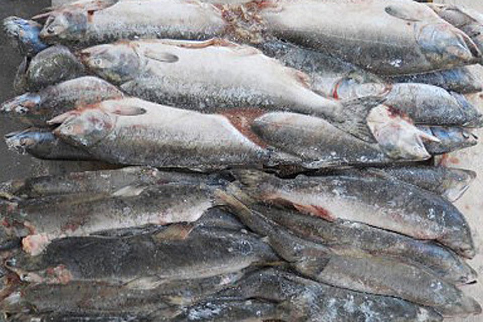 Партия мороженной рыбы