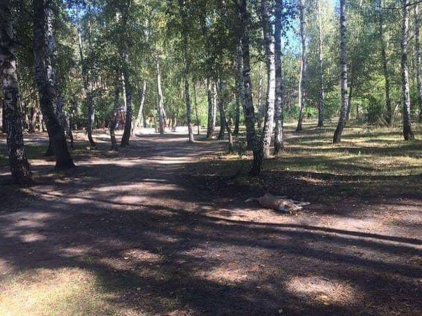 Фото: скриншот соцсети.