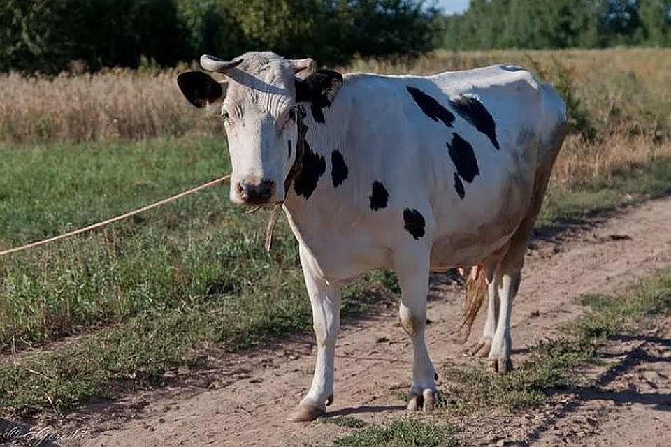 Фото: Архив "КП"