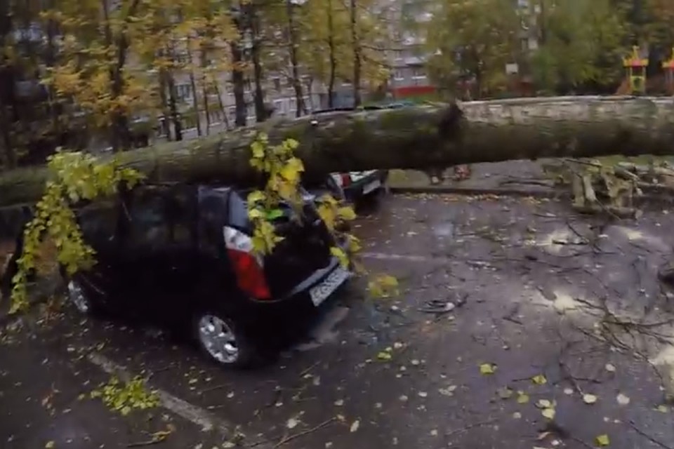 Дерево ровно легло на машину
