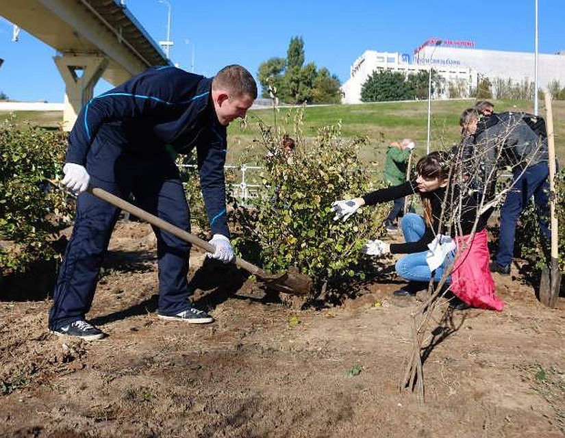 На нулевой продольной высадили деревья и кустарники. Фото: мэрия