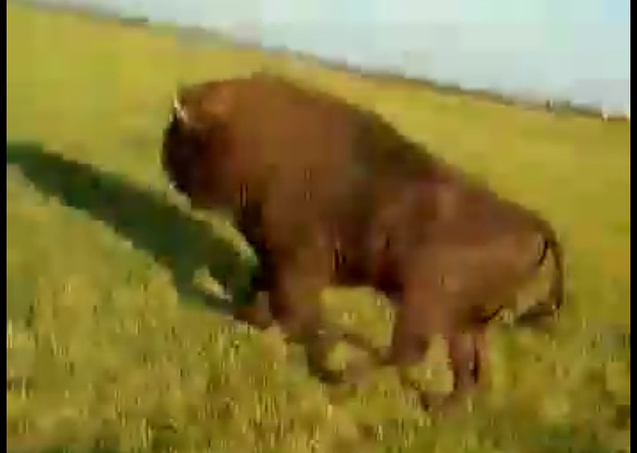 Фрагмент видео погони пастуха за зубром