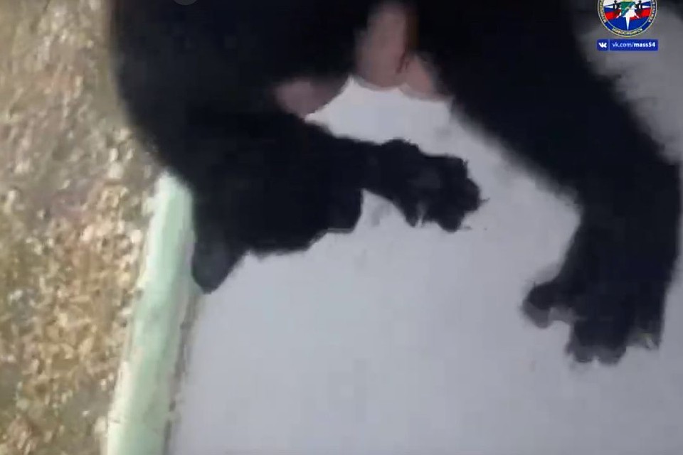 Черный котенок забрался под капот машины и застрял там. Стоп-кадр с видео спасателей МАСС.