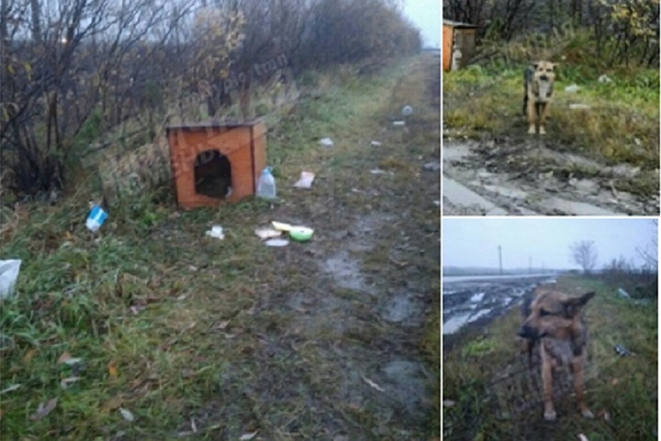 В Тюмени собаку выбросили из дома вместе с будкой. Фото Кристины Синячкиной в группе "Типичная Тюмень" vk.com