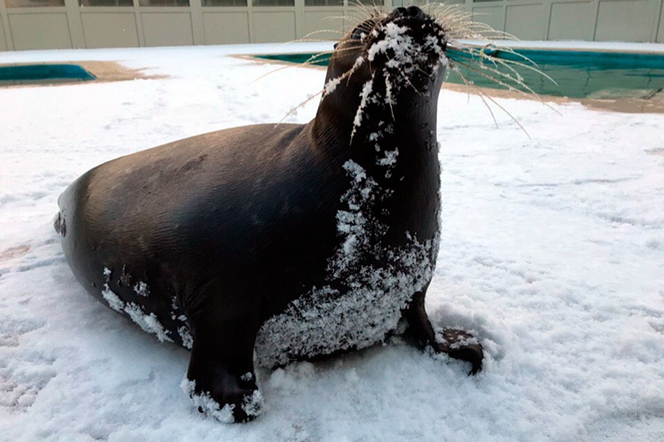 Нерп Крошик радуется первому снегу в Петербурге. Фото: vk.com/sealrescue