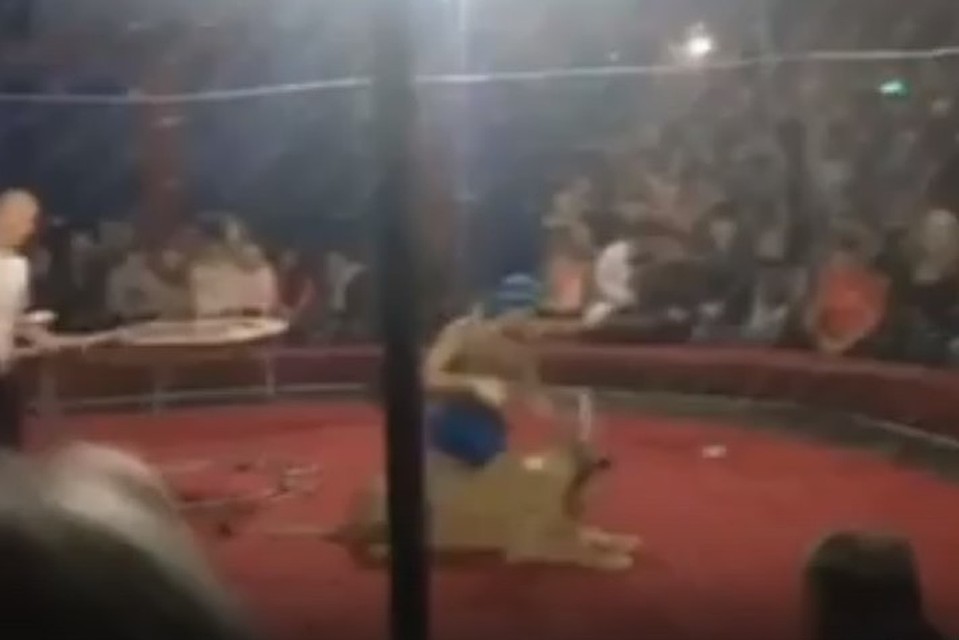 Фото: скриншот видео