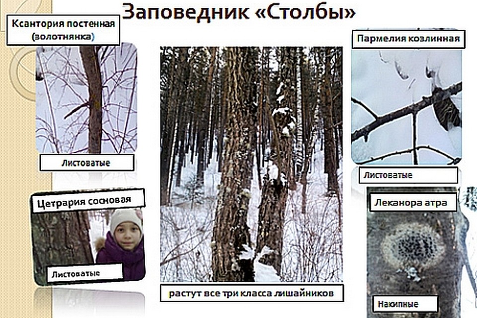 Школьницы с помощью лишайника нашли самый чистый район в Красноярске. Фото: управление образования Красноярска