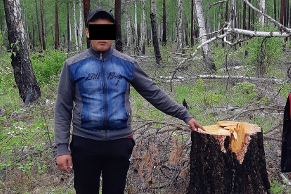Ущерб - восемь миллионов: банду черных лесорубов будут судить в Иркутской области. Фото: пресс-служба ГУ МВД по Иркутской области.