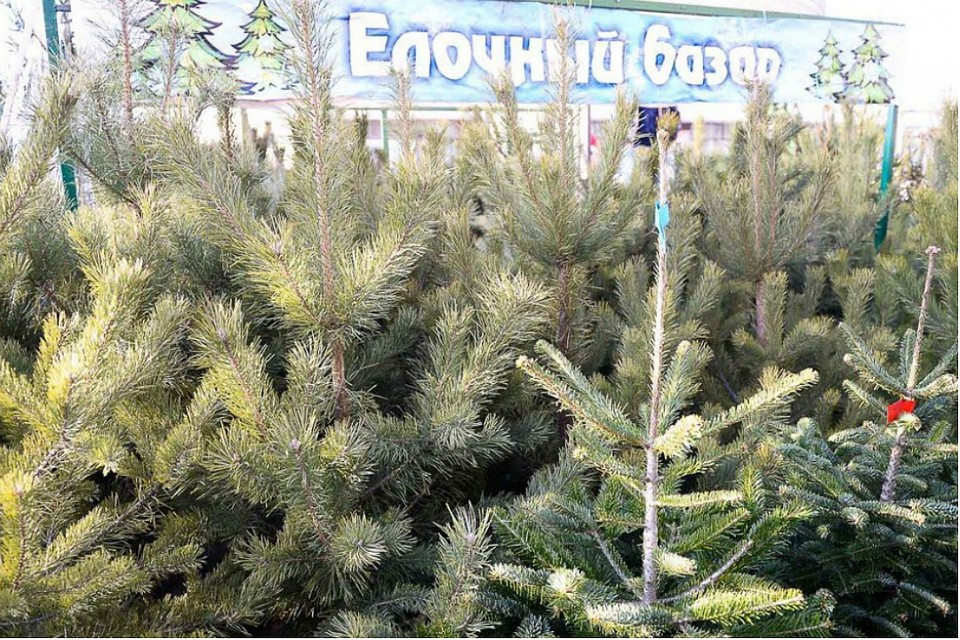 Прилавки с живыми елями могут появиться также на Центральном и Октябрьском рынках. Фото: admkirov.ru