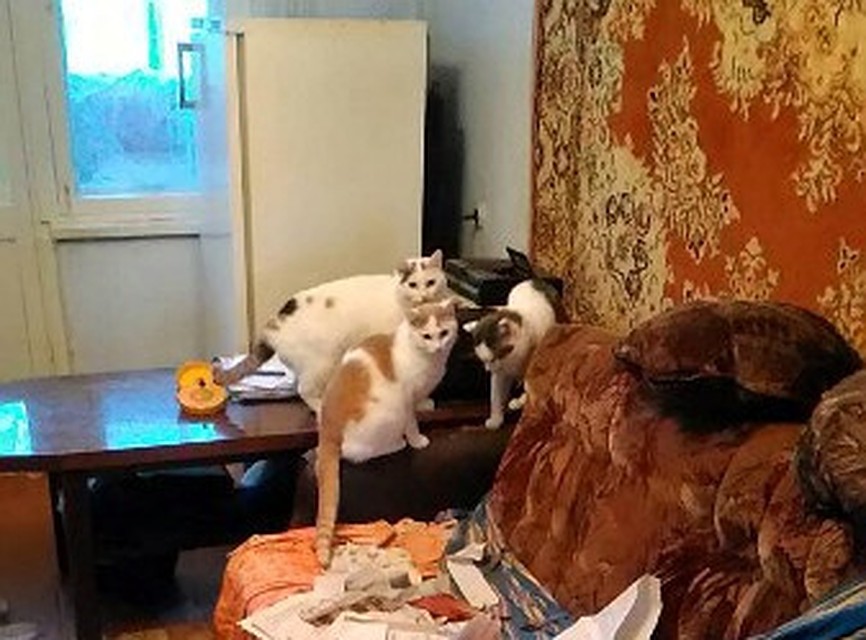 Кошкам нужен новый дом. Фото: Ангелина Кормина.