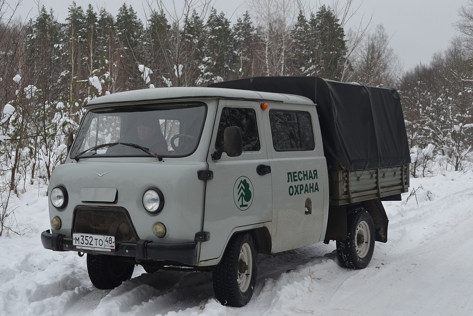 В лесах усиленно следят за елками