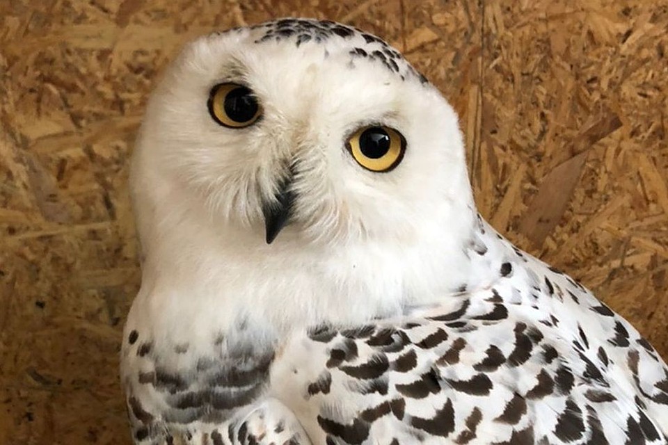 Раненную полярную сову нашли на трассе. Фото: vk.com/birds54.