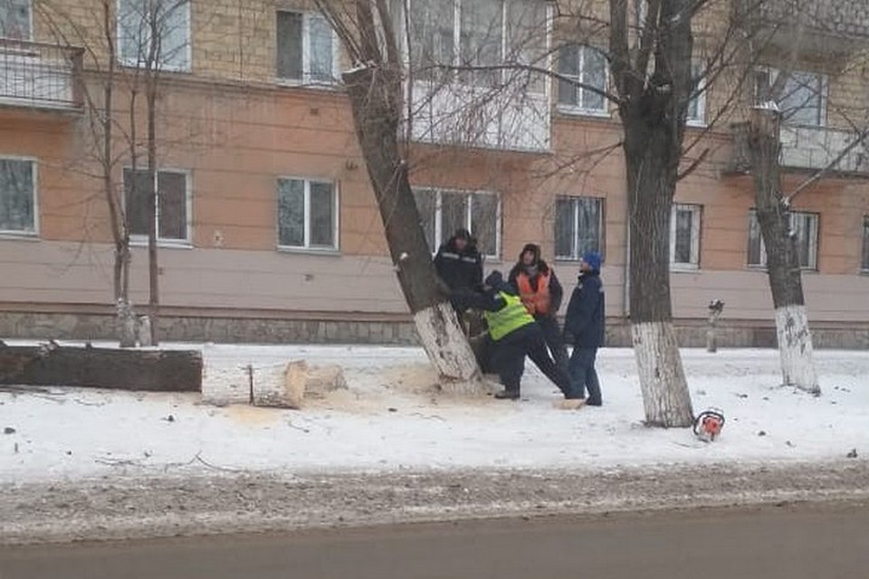 В Красноярске на Свердловской пол корень спиливают деревья