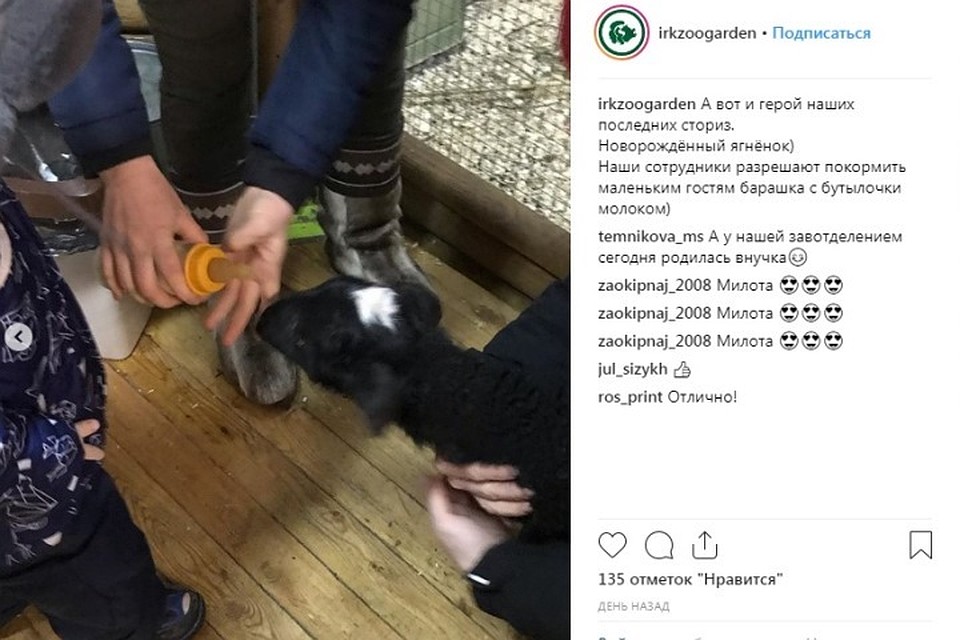 Фото:аккаунт Иркутского зоосада
