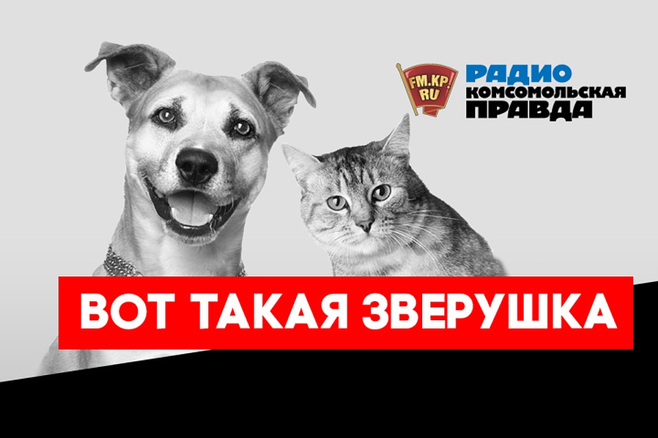 Пять вещей, которые вам нужно знать о кастрации и стерилизации питомцев