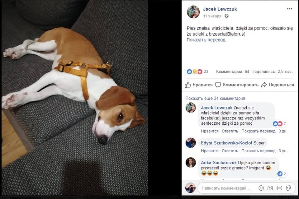 Потерявшуюся в Бресте собаку Василису нашли в Тересполе. Фото с facebook.com/jacek.lewczuk.5