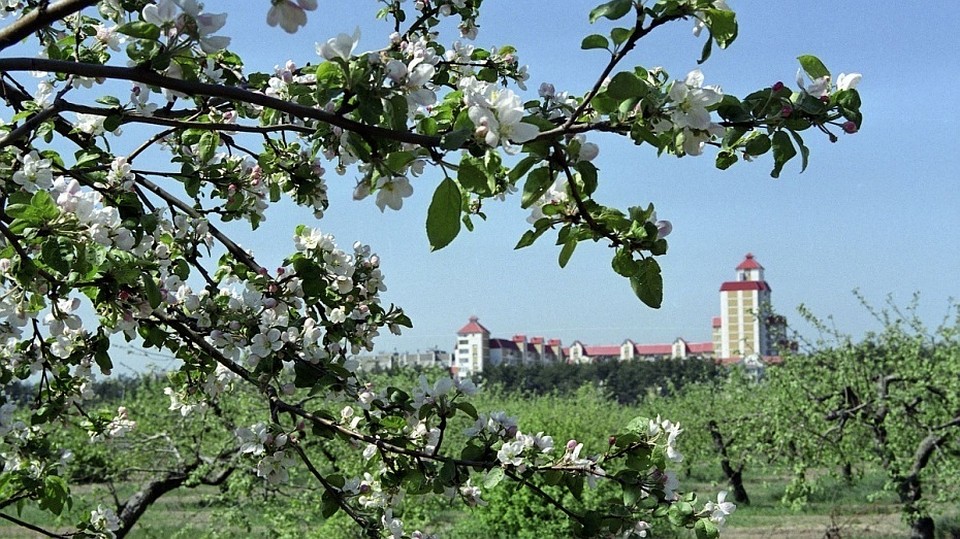 Часть яблоневого сада отстоять все же удалось.